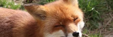 Fox Header Twitter, Fox Banners For Discord, Animal Twitter Header, Fox Banner Discord, Fox Twitter Header, Orange Discord Banner, Twitter Header Layout, Summer Widgets, Fox Background