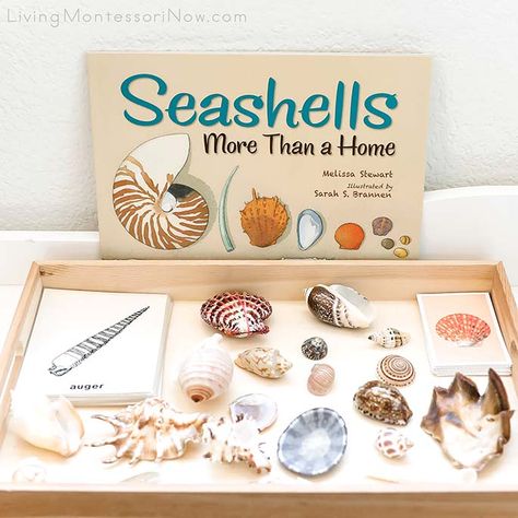 Ocean Montessori, Seashell Letter, Seashell Identification, Beach Theme Classroom, Shell Display, Math Operations, Bead Bar, Alphabet Cards, Science Kits