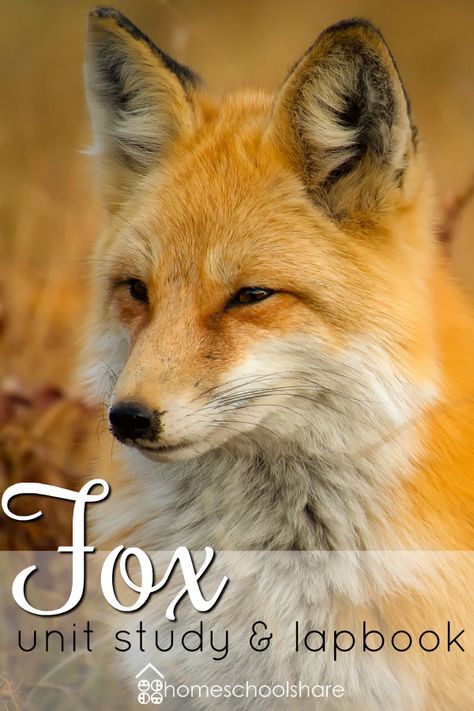 Download a free Fox Unit Study & Lapbook from Homeschool Share for your elementary student. Get your dose of homeschool science with this wildlife adventure! Fox Unit Study, Homeschool Science Lessons, Homeschool Units, Tracking Journal, Blank Sketchbook, Animal Studies, Seasonal Work, Montessori Art, Forest Habitat