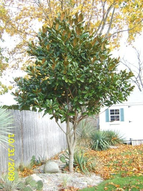 Magnolia Tree Landscaping, Feature Tree, Tree Landscaping, Townhouse Garden, Vegetables Garden, Magnolia Grandiflora, Sacred Garden, Patio Trees, Southern Magnolia