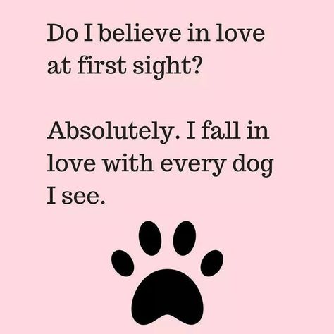 I fall in love with every animal I see... Puppies Quotes, Poodle Doodles, Quotes Unique, Dogs Quotes, Puppy Quotes, Dog Quotes Love, Dog Quote, I Believe In Love, Dog Ideas