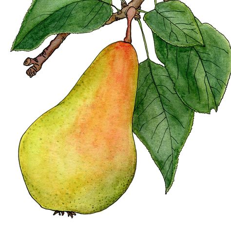 The final design for my Michigan fruit belt series is complete! A Bartlett pear. . You will be able to buy this 6 card series this summer at all of my art fairs! (I will also be putting it on my Etsy). It has me dreaming of summer Farmers markets! . #fruit #fruitbelt #michiganfruit #michigan #puremichigan #pear #raspberries #peach #apple #blueberries #cherries #michiganartist #greetingcards #fruitfarm #fruitfarmer #michigan #michigansummer #artistlife #botanicalart #botanicalartist #botany #farm Pear Drawing, Fruit Branch, Pear Art, Fruits Drawing, Pear Fruit, Art Fairs, Botanical Tattoo, Pear Trees, Geometric Painting