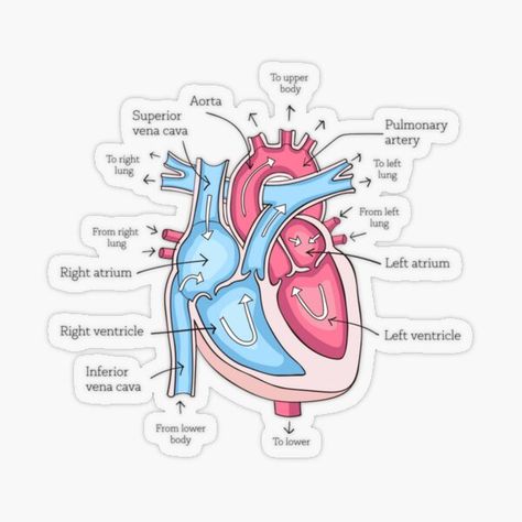 Anatomy Stickers, Human Heart Anatomy, Heart Diagram, Medical Stickers, Medicine Notes, Nurse Study Notes, Basic Anatomy And Physiology, Nursing Student Tips, Parts Of The Heart