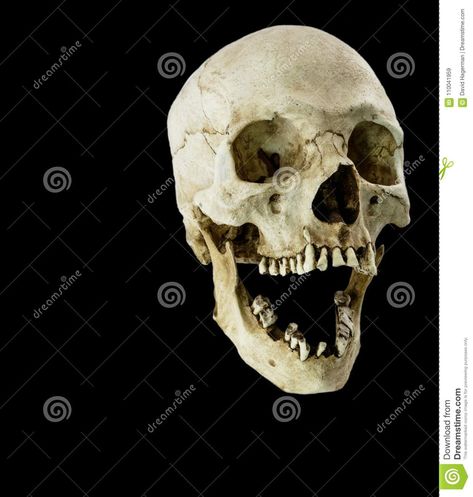 Skull With Jaw Open, Skull All Angles, Skull With Mouth Open, Open Jaw Skull, Skull No Jaw, Skull Open Mouth, Skull Jaw, Real Human Skull, Smiling Skull