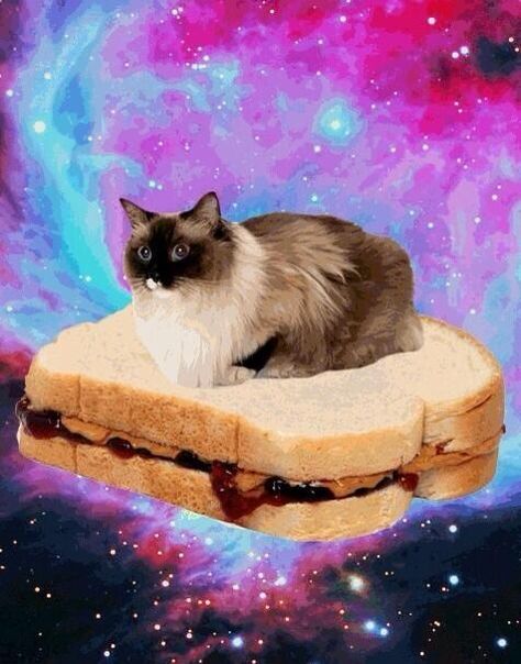 Cats In Space, Galaxy Cat, Nyan Cat, Silly Cats Pictures, Space Cat, Silly Animals, Cat Wallpaper, Silly Cats, Cats Meow