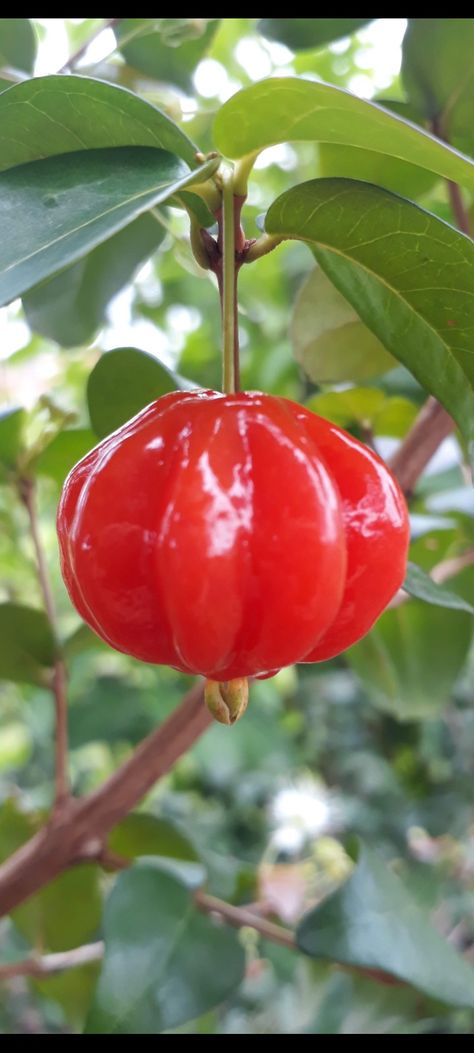 Surinam Cherry, Cherry Trees, Cherry Tree, Cherry, Trees, Stuffed Peppers, Fruit, Plants