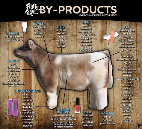 Identifying Beef By-Products- Texas Tornado  www.mattlautnercattle.com 4-h Poster Ideas, Agriculture Education Classroom, Agriculture Science, Agriculture Facts, Ag Classroom, Agricultural Education, Teach Ag, Ag Science, Livestock Judging