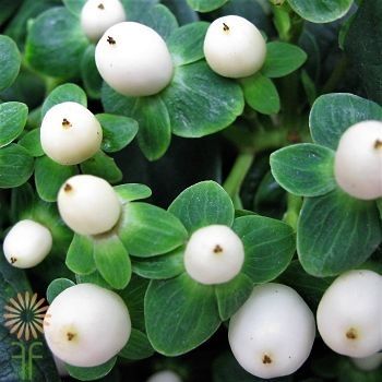 White Hypericum, Hypericum Berries, Floral Wedding Decorations, Beautiful Wedding Flowers, Florist Supplies, Floral Baskets, White Wedding Flowers, Diy Wedding Flowers, Wholesale Flowers