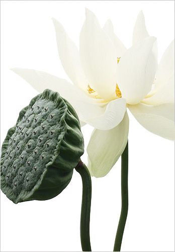 White Lotus Flower and Pod Lotus Flower Pod, Black Bg, Lotus Seeds, Botanical Photography, White Lotus Flower, Natural Things, Pond Fish, Lily Lotus, Garden Fun