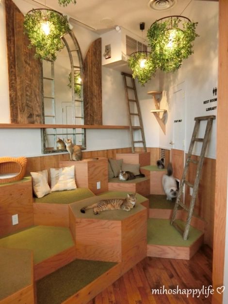 Cat Cafe MOCHA Harajuku Store | Miho's Happy Life Japanese Cat Cafe, Cat Cafe Interior, Cat Coffee Shop, Animal Cafe, Cat Cafe Ideas, Cafe Mood Board, Cat Cafes, Cafe Bookstore, Cafe Website