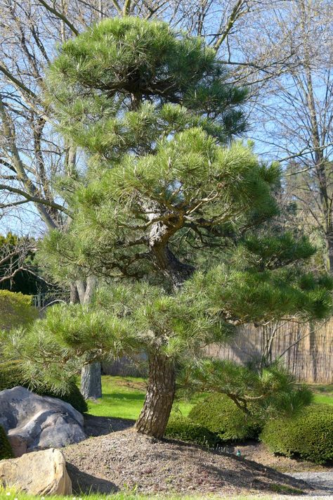 Thunderhead Pine, Pinus Tree, Thunderhead Japanese Black Pine, Eastern White Pine Tree, Japanese Black Pine Tree, Japanese White Pine, Pinus Thunbergii, Black Pine Tree, Japanese Black Pine Bonsai Tree