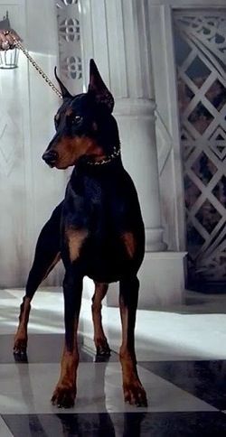 Doberman Pinscher #Dogs #Puppy Doberman On Leash, Miniature Pincher, Puppies Doberman, Merle Chihuahua, Dog Doberman, Doberman Love, Doberman Dog, Pinscher Dog, 3 Dogs