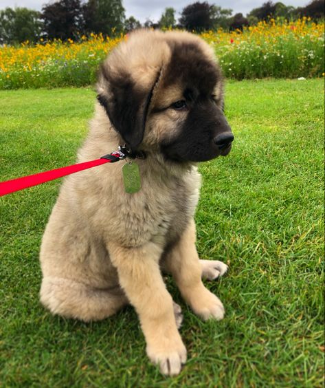 Caucasian Dog, Caucasian Shepherd Puppy, Caucasian Ovcharka, Caucasian Shepherd, Shepherd Puppy, Great Pyrenees, Big Guy, Guard Dogs, Animals Beautiful