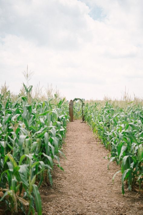 Simple Wedding Aisle in a Cornfield | Laura Jansen Photography on @SouthBoundBride via @aislesociety Corn Wedding, Cornfield Wedding, Sound Photography, Corn Field, Field Wedding, Field Of Dreams, Amazing Weddings, Aisle Decor, Unique Venues