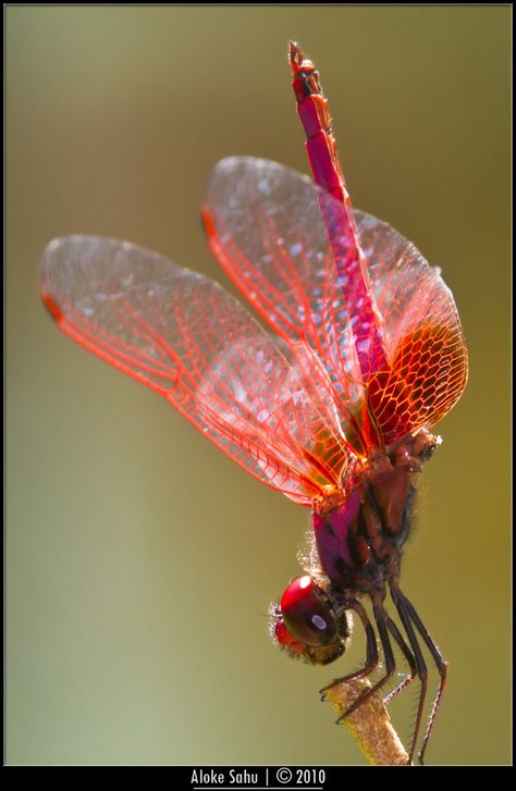 Red Dragonfly, Dragon Flys, Gossamer Wings, Pink Dragonfly, Colorful Dragonfly, Dragonfly Insect, Dragonfly Dreams, Cool Bugs, Belle Nature