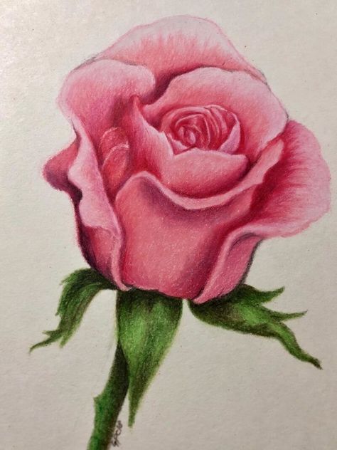 Rose Drawing Pencil, Rose Flowers Drawing, Realistic Rose Drawing, Decoration Craft Ideas, Realistic Flower Drawing, Pot Drawing, Drawing Of Flowers, Arte Aesthetic, Desen Realist