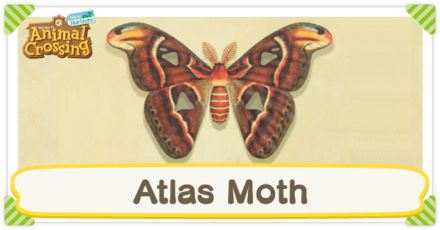 The Atlas Moth is one of the Moths in Animal Crossing: New Horizons (ACNH) for the Nintendo Switch. Find the bug from April to September on the Northern Hemisphere or October to March on the Southern Hemisphere. Bamboo Seeds, July Events, Sunset Moth, Atlas Moth, The Bug, The Atlas, Clay Charms, Sea Creatures, Animal Crossing