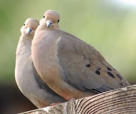 This morning I’m thankful for the beautiful sound of the doves in our neighborhood. My favorite of all the bird songs. Morning Doves, Morning Dove, Cute Pigeon, Dove Pigeon, Dove Bird, Pretty Animals, Backyard Birds, Pretty Birds, Bird Photo