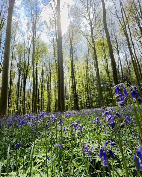 10,000 steps closer to serenity. 🌳✨ A lunchtime escape to the Hallerbos forest, where bluebells bloom in whispers and every path tells a story. Sometimes the best part of the workday is the break we give ourselves. #HallerbosBluebells #NatureWalks #StepChallenge Hallerbos Forest, Walking In Nature, Forest, Photography