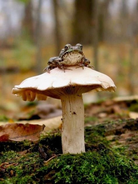 #aesthtic #mushrooms #aesthticmushrooms Fairy Rings, Mushroom Pictures, Forest Core, Fairy Ring, Garden Calendar, Kunst Inspiration, Mushroom Fungi, Forest Creatures, Frog And Toad