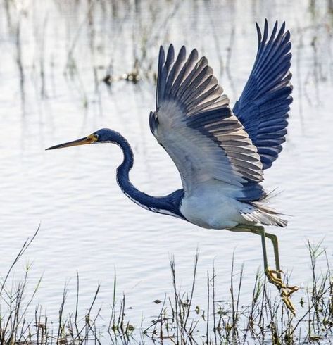 Heron Photography, Heron Flying, Heron Bird, Heron Art, Bird Flying, Canvas Paint, Realism Art, Art On Paper, Bird Pictures