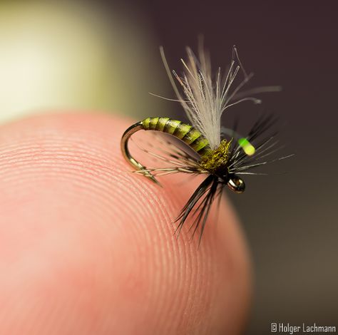 Caddis Fly, Bass Flies, Fly Fishing For Beginners, Caddis Flies, Fly Casting, Fly Fishing Flies Pattern, Fly Fishing Tips, Fly Fishing Gear, Fly Fishing Flies Trout