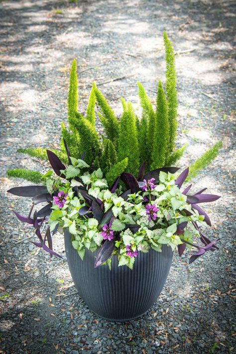 Shade: Purple Heart, Deadnettle & Foxtail Fern Spider Plant Container Ideas, Foxtail Fern Container Ideas, Arkansas Garden, Plant Tricks, Shade Containers, Front Yard Landscape Design, Fern Planters, Corner Garden Ideas, Patio Flower Pots