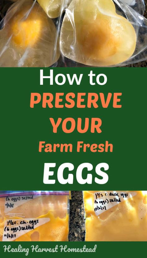 How To Use Up Extra Eggs, Frozen Egg Recipes, Keeping Eggs Long Term, Ways To Preserve Eggs, How To Freeze Eggs The Right Way, Extra Eggs Recipes, How To Store Eggs, Store Eggs Long Term, Storing Eggs Long Term