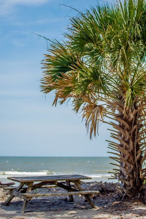 Hunting Island is a beautiful 5,000-acre barrier island off the coast of South Carolina. Hunting Island South Carolina, Sea Island, Pier Fishing, Fun Family Activities, Nature Center, Island Beach, White Sand Beach, Historic Homes, Water Park