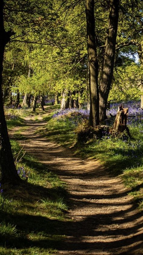 Farmland Aesthetic, Life Aspirations, Forest Wallpaper Iphone, English Bluebells, Countryside Aesthetic, Breathtaking Scenery, Outdoor Aesthetic, Beautiful Scenery Pictures, Nature Walk