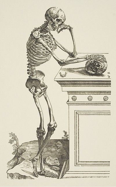 Andreas Vesalius (1514–1564), Skeleton Contemplating a Skull from De Humani Corporis Fabrica, 1543 Memento Mori Art, Andreas Vesalius, John Locke, Human Skeleton, Skeleton Print, A Skeleton, Anatomy Drawing, Medical Illustration, Art Historian