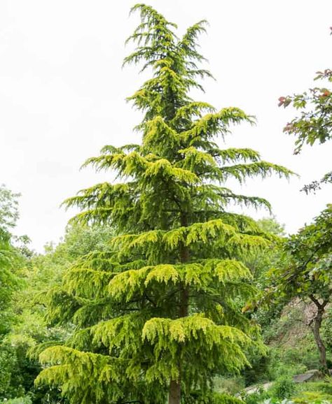 A very old cultivar, Cedrus deodara 'Aurea' (Deodar Cedar) is a large evergreen coniferous tree of conical habit adorned with striking horizontal branches and weeping tips bearing long, soft golden needles. Its spring growth is a remarkable creamy-yellow. A fast grower, over 12 in. per year (30 cm), this Golden Himalaya Cedar makes an elegant specimen tree. Fast Growing Pine Trees, Deodar Cedar, Cedrus Deodara, Simple Backyard, Backyard Trees, Zone 7, Fragrant Garden, Conifer Trees, Specimen Trees