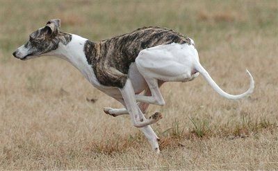 Whippet Dog Breed Pictures, 2 Dog Zoomies, Regard Animal, Dog Breeds Pictures, Whippet Dog, Funny Dachshund, Grey Hound Dog, Horses And Dogs, Dog Rules, Dog Runs