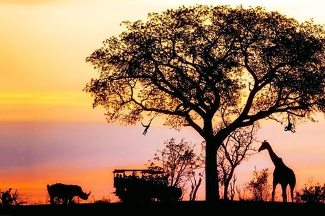 Silhouette of African safari scene with animals and vehicle Safari Silhouette, Africa Safari Photography, Africa Safari Clothes, Safari Scene, Safari Photography, African Jungle, Laptop Background, Safari Art, African Colors