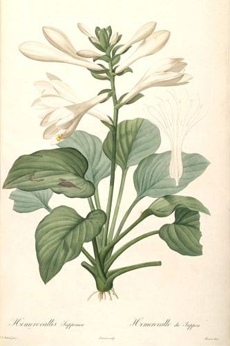 Hosta plantaginea var. japonica - by Pierre-Joseph Redouté (1759-1840). Hosta Plantaginea, Botanical Artists, Free Illustration Images, Art Deco Illustration, Illustration Botanique, Botanical Art Prints, Vintage Botanical Prints, Scientific Illustration, Art Japonais