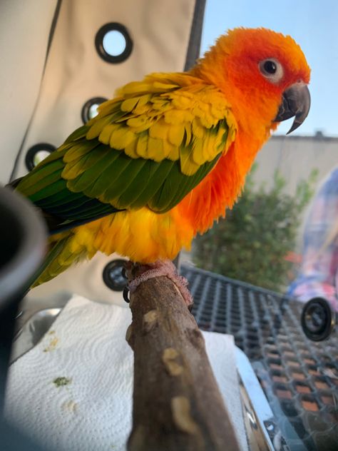 Sun Conure Parrot Pet Birds, Best Birds For Pets, Sun Conure Parrot, Conure Bird, African Lovebirds, Parrot Food, Pet Parrot, Conure Parrots, Sun Conure