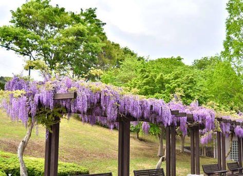 CONSIDER...LONG ARBOR WOULD LOOK NICE IN FRONT OF WALL WITH WISTERIA. Wisteria Trellis, Wisteria Arbor, Wisteria Pergola, Wisteria Garden, Soul Work, Roof Gardens, Patio Privacy, Pergola Swing, Pergola Attached To House