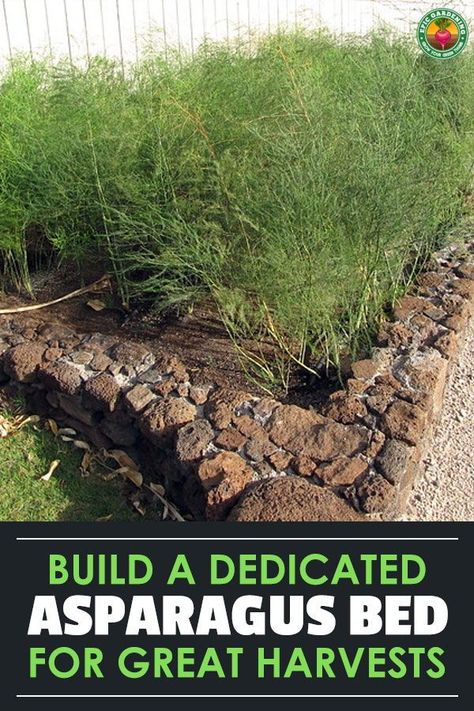 Raised Asparagus Bed, Asparagus Raised Bed, Asparagus Beds Ideas, Planting Asparagus In A Raised Bed, Asparagus Garden Bed, Asparagus Bed Ideas, Asparagus Plants How To Grow, Growing Asparagus In Raised Beds, Asparagus In Raised Beds