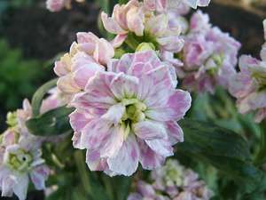 Gillyflower Matthiola Incana, Flower Variety, Types Of Cabbage, Pink Dianthus, Dianthus Caryophyllus, Spinach Seeds, Stock Flower, Cottage Garden Plants, Magic Garden