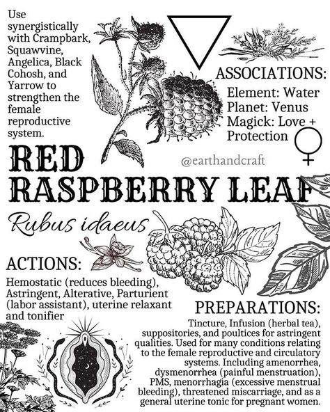 Herbs For Female Reproductive System, Herbs For Reproductive Health, Raspberry Leaf Witchcraft, Herbs For Menstruation, Regular Menstrual Cycle, Red Raspberry Leaf Tea Pregnancy Recipes, Herbs For Sexuality Witchcraft, Raspberry Leaves, Raspberry Leaf Tea Menstruation