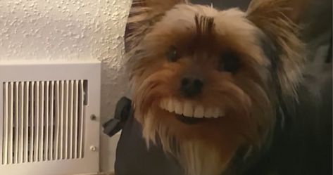 Yorkie Steals Owner's False Teeth and "Wears" Them Around - Wide Open Pets Golden Retriever Owner, Rare Dogs, False Teeth, Fake Teeth, Human Teeth, Funny Random, Random Videos, Dentures, Dog Wear