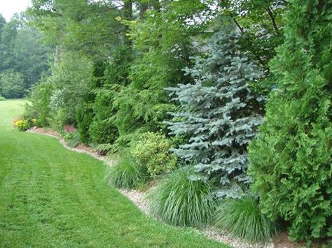 Using evergreens along a border is a natural way to block noise, an unsightly view or to obstruct others from looking into your yard: Backyard Screen, Privacy Screen Plants, Backyard Privacy Screen, Screen Plants, Privacy Trees, Privacy Plants, Privacy Landscaping, Garden Border, Driveway Landscaping