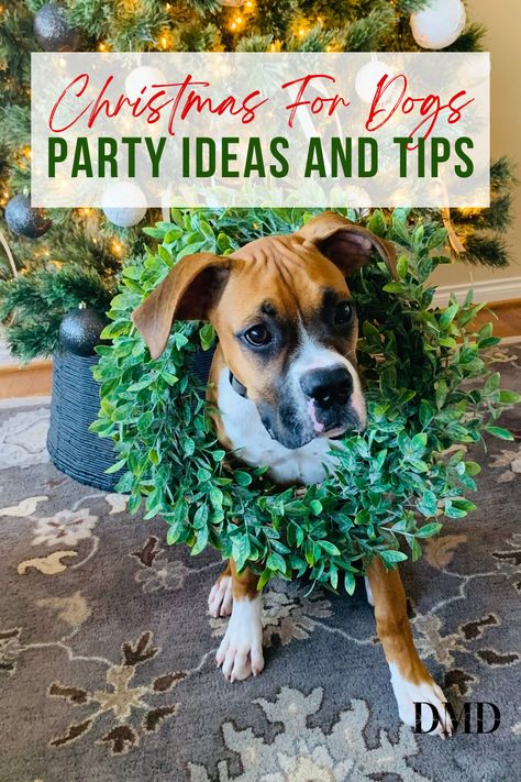 Festive ideas and tips for hosting an epic dog Christmas party. Plus, a super cute dog story, too. Feel free to take a peek. #dogchristmas #puppychristmas #dogparty #dogpartyideas #christmasfordogs #dogornaments #christmasdogornaments #puppyparty Christmas And Dogs, Pet Parade Ideas, Dog Christmas Party Ideas, Dog Christmas Party, Dog Christmas Activities, Christmas Party Pictures, Happy Pawlidays, Christmas Dog Treats, Puppy Christmas