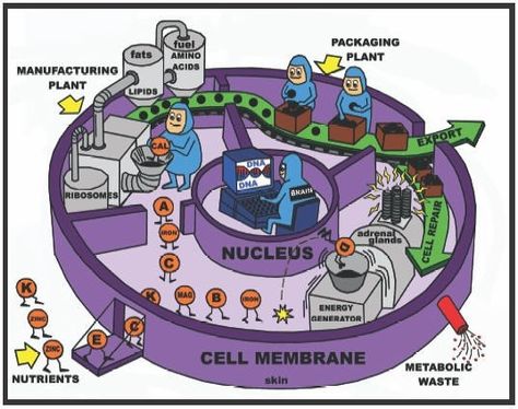 Love this drawing! A simplified illustration of cell metabolism, depicting the cell as a factory. | #teaching #biology Teaching Cells, Biology Activity, Science Cells, Cells Project, Biology Resources, Biology Classroom, High School Biology, Biology Teacher, 6th Grade Science