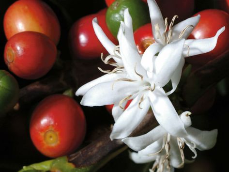 Coffea arabica (Arabian Coffee)  #coffea #plantopedia #FloweringPlant #flowers #FloweringPlants #flower #blooming #FlowerGarden Coffee Plant Flower, Coffee Recepies, Coffee Infographic, Coffea Arabica, Coffee Tattoos, Coffee World, Coffee Drawing, Coffee Flower, Coffee Wallpaper