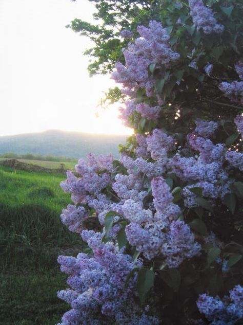 Vintage Lilac Aesthetic, Lilac Tree Aesthetic, Lilac Plant Aesthetic, Lilac Flower Aesthetic, Lilacs Flowers Aesthetic, Lilac Bush Landscaping, Lilac Flowers Aesthetic, Lilac Pictures, Washington Lilacs