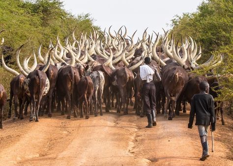 Afternoon herding of Ankole cattle near Lake Mburo, Uganda … Ankole Cattle, National Geographic Photography, Daily Dozen, Visit Africa, Livestock Farming, We Are The World, Creature Feature, Landscape Scenery, National Geographic Photos