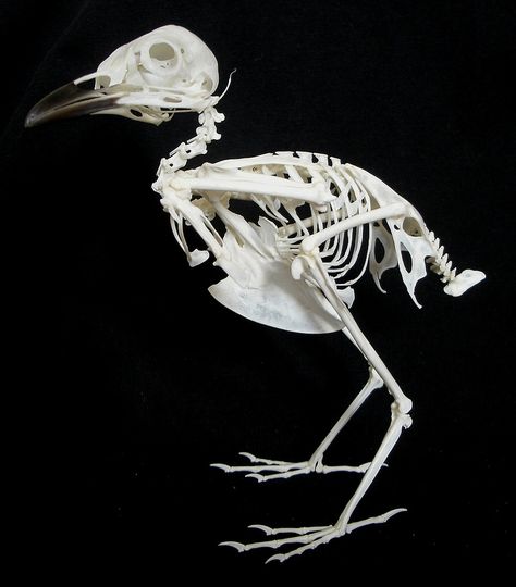 Squelette de Merle noir / Common Blackbird Skeleton (Turdus merula) Bird Skeleton, Skeleton Parts, Skull Moth, Skull Reference, Skulls And Bones, Clay Birds, Animal Skeletons, Vulture Culture, Anatomy For Artists