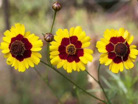 Plains Coreopsis, Coreopsis Tinctoria, Coreopsis Flower, Areas Verdes, Soil Ph, Marigold Flower, Wildflower Garden, Flowering Plants, Growing Seeds