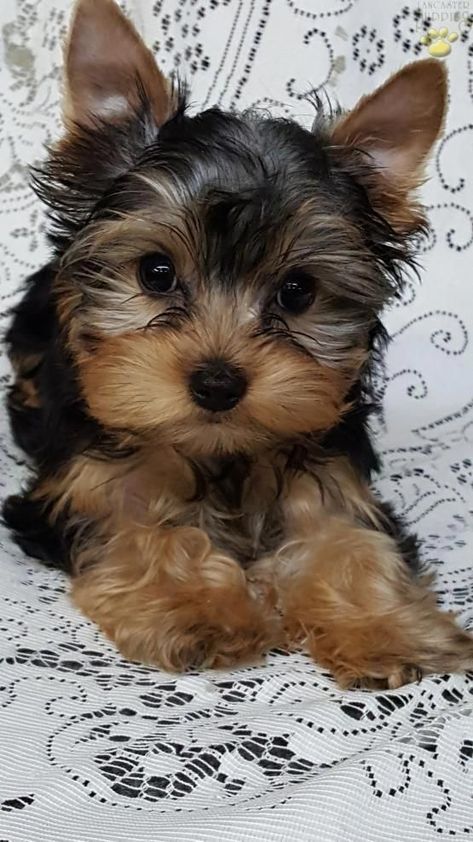 Teacup Yorkie Under 150 Dollars For sale United States - 1 Yorkie Drawings, Yorkshire Terrier Haircut, Yorkshire Terrier Puppy, Top Dog Breeds, Yorkie Terrier, Teacup Yorkie, Lancaster Puppies, Yorkie Dogs, Yorkshire Terrier Puppies